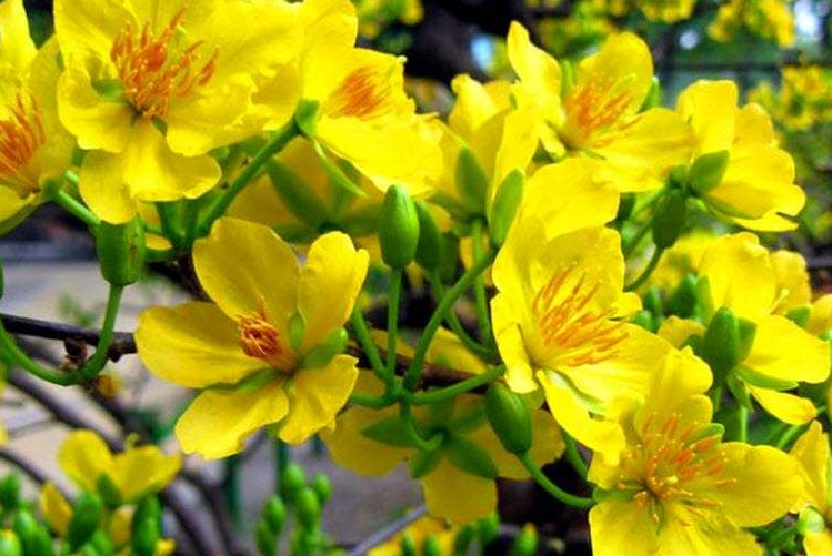 VƯỜN MAI VÀNG ( HOA MAI NGÀY TẾT)  BÌNH DƯƠNG -  CUNG CẤP CÂY MAI DỊP TẾT 2025 GIÁ RẺ